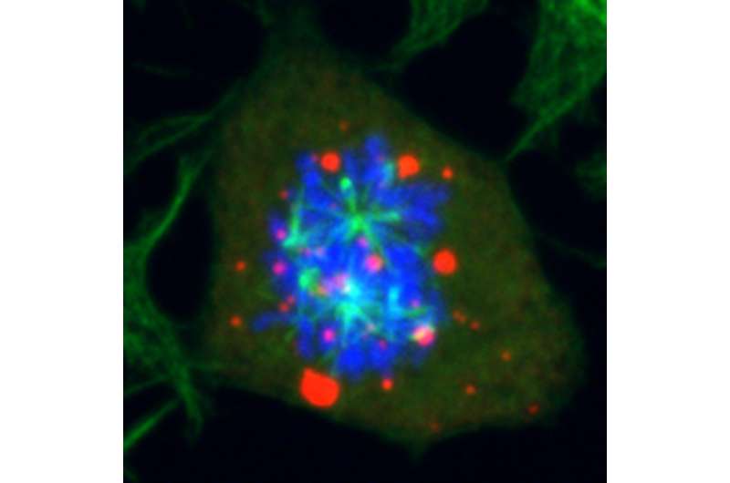 New control of cell division discovered