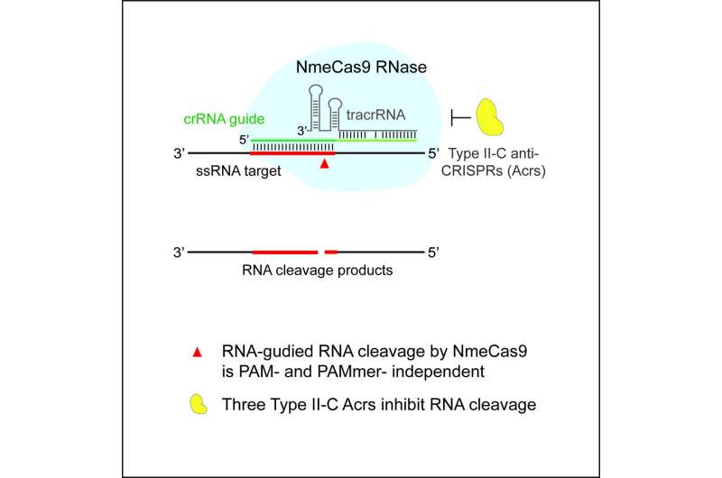 New CRISPR-Cas9 tool edits both RNA and DNA precisely, U-M team reports