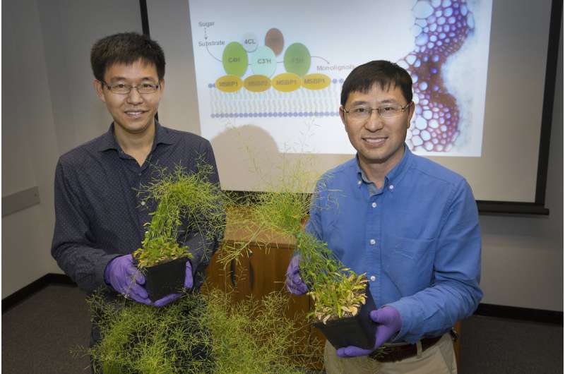 New details of molecular machinery that builds plant cell wall components