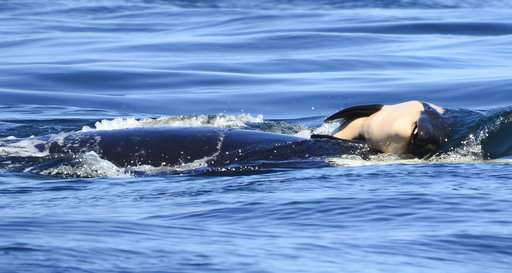 New endangered Puget Sound orca dies soon after birth (Update)