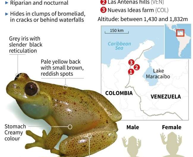 New frog species identified