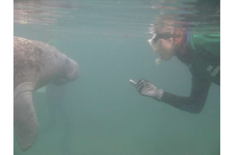 New genetic test detects manatees' recent presence in fresh or saltwater