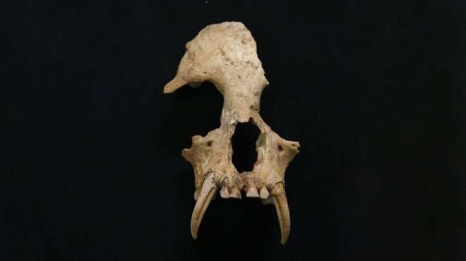 New gibbon genus discovered in ancient Chinese tomb