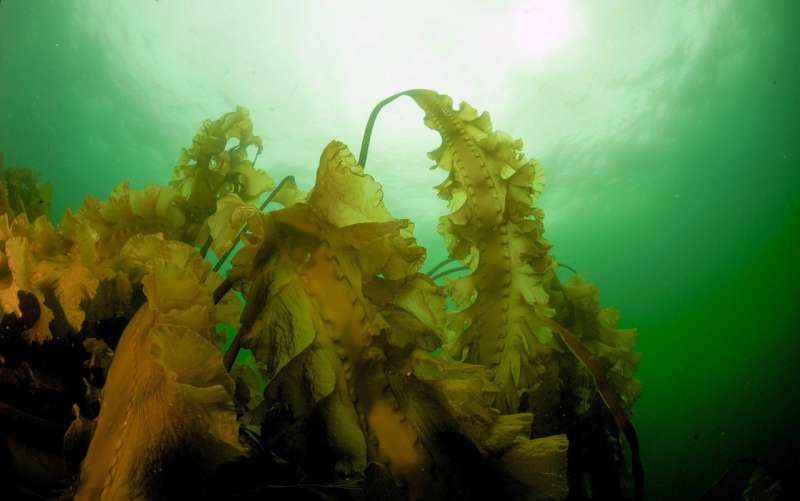 New Gulf of Maine study investigates return of kelp