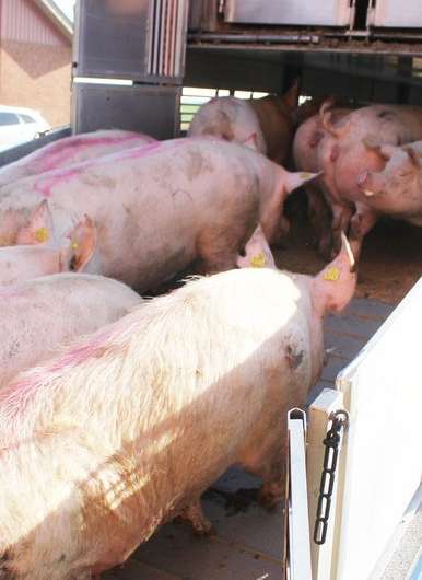New knowledge on the condition of cull sows prior to transportation to the abattoir