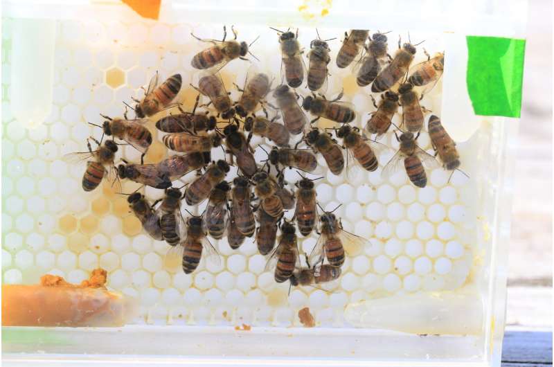 New laboratory system allows researchers to probe the secret lives of queen bees