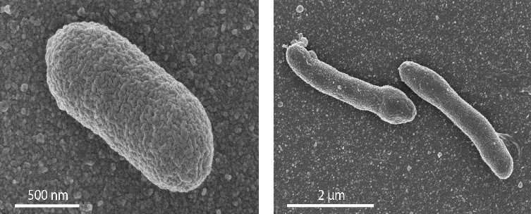 'New life form' answers question about evolution of cells