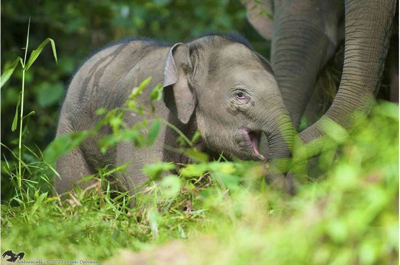 New light on the mysterious origin of Bornean elephants