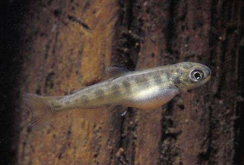 Newly-hatched salmon use geomagnetic field to learn which way is up