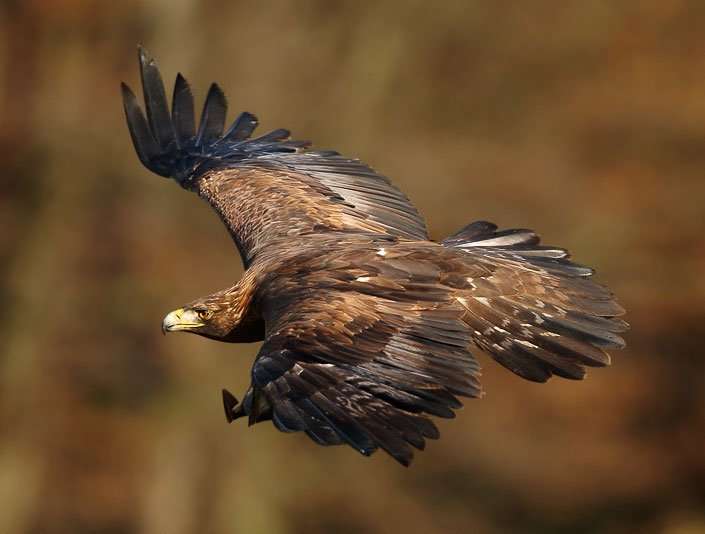 Newly sequenced golden eagle genome will help its conservation