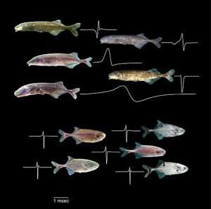 New maps hint at how electric fish got their big brains