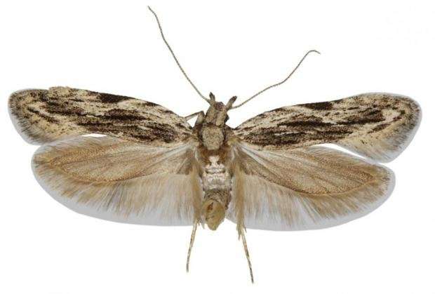 New moth species discovered in Denmark