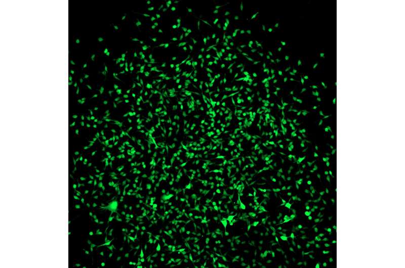 New mouse model makes stem cells light up green