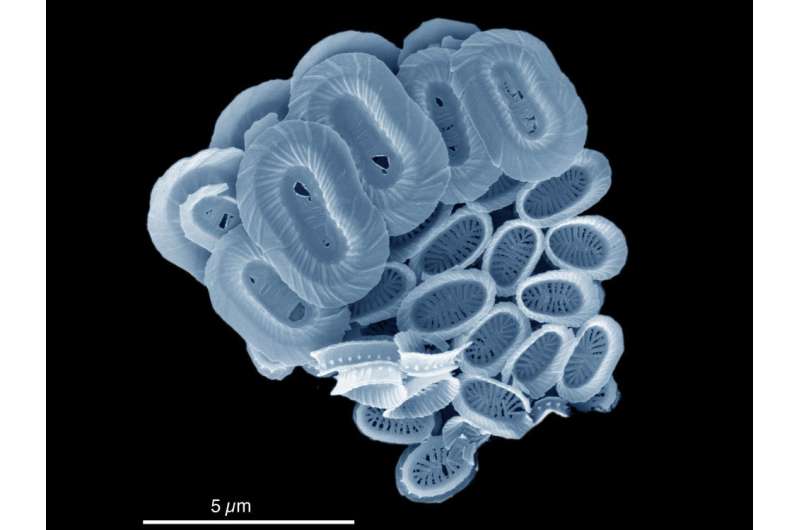 New ocean plankton species named after BBC Blue Planet