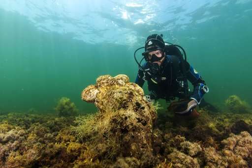 New parasite decimates giant clam species in Mediterranean