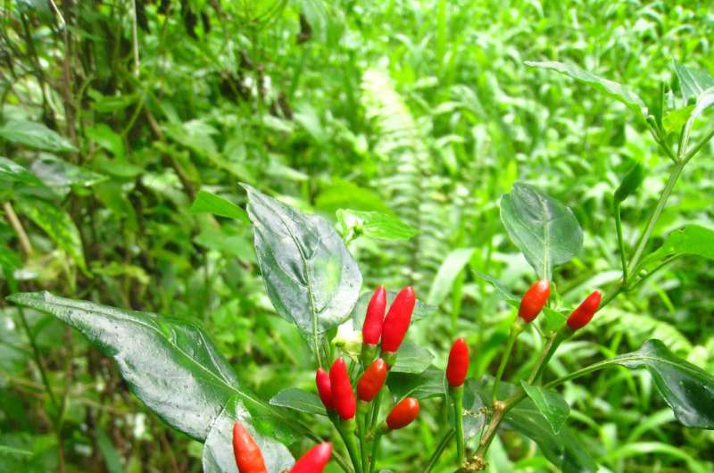 New research illustrates how birds help to produce rare wild chili peppers