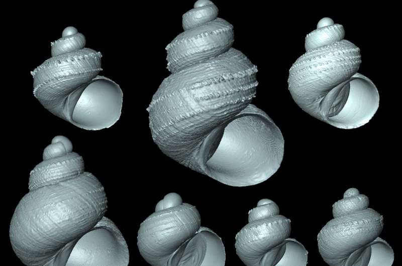 New 'scaly' snails species group following striking discoveries from Malaysian Borneo