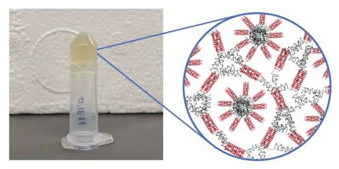 New self-assembling protein hydrogels may hold many applications for biomedicine