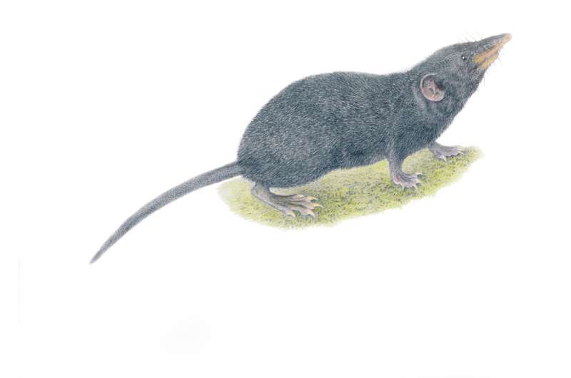 New shrew species discovered on 'sky island' in Philippines