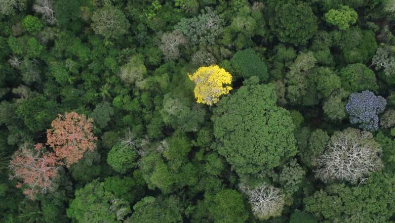 New study answers old questions about why tropical forests are so ecologically diverse