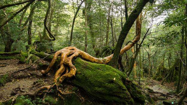 New study makes 52 million tree stories more accessible to science