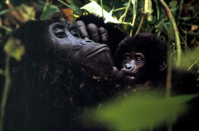 New survey of mountain gorillas underway in Uganda
