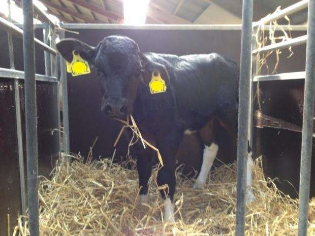 New test procedures will save dairy cows from Mycoplasma bovis disease