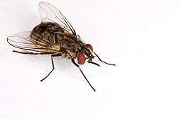 New trap better at snaring stable flies