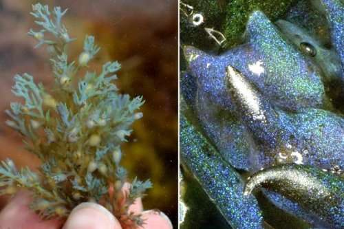 New type of opal formed by common seaweed discovered