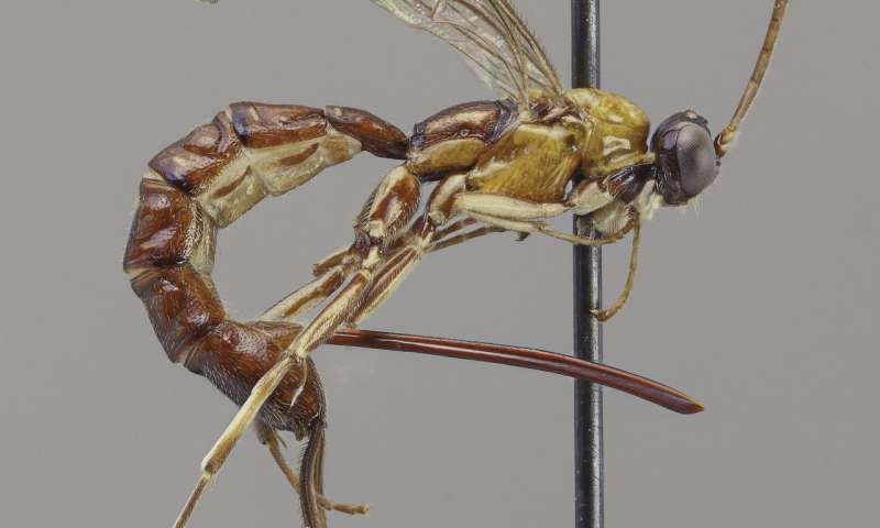 New wasp species with a giant stinger discovered in Amazonia