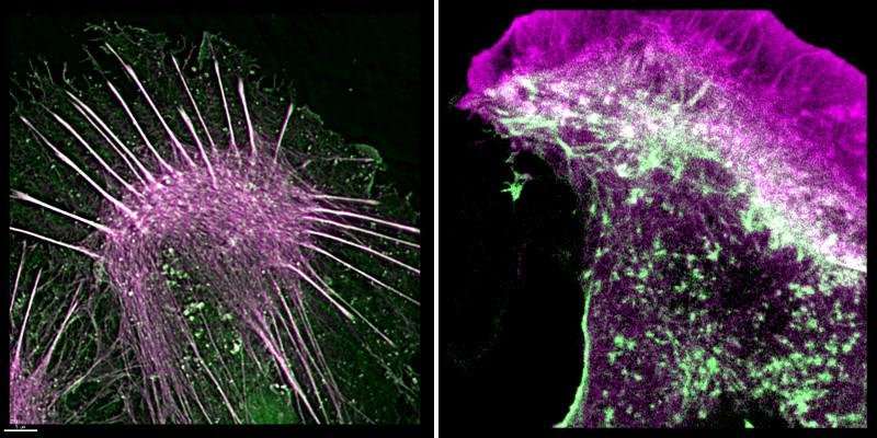 New way for scientists to see how cells move