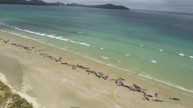 New Zealand rescuers are struggling to cope with a spate of whale strandings, including up to 145 pilot whales that died on Stew
