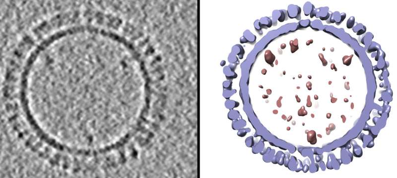 NIAID dcientists create 3D structure of 1918 influenza virus-like particles