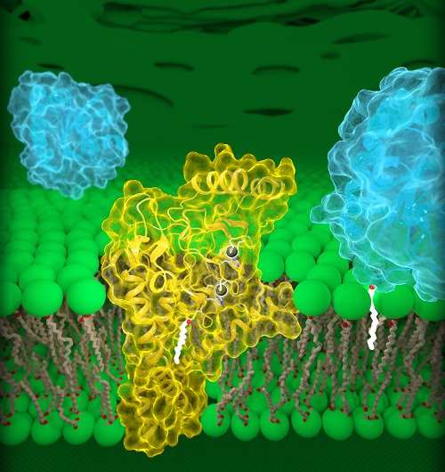 NIH researchers report first 3-D structure of DHHC enzymes