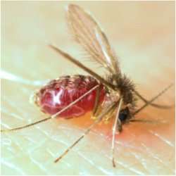 No-cost insect vector research resources for scientists fighting mosquito-transmitted diseases