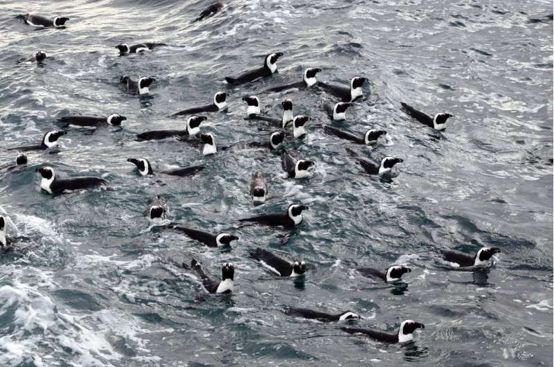 No-fishing zones help endangered penguins