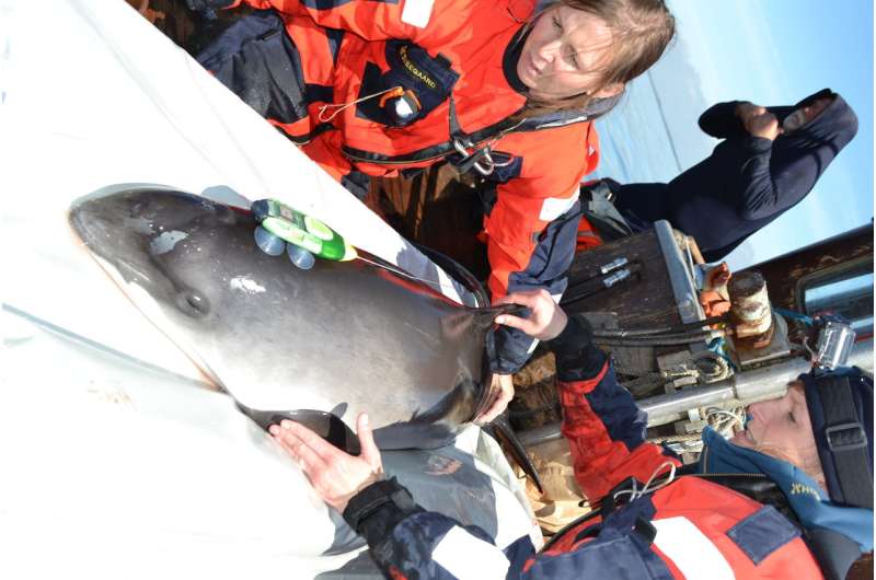 Noise from ships scares porpoises