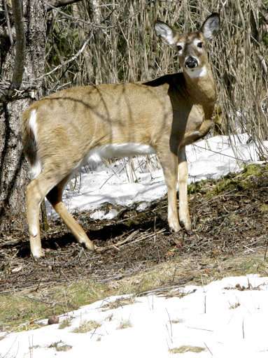 Northeastern US seeks to prevent arrival of deer disease