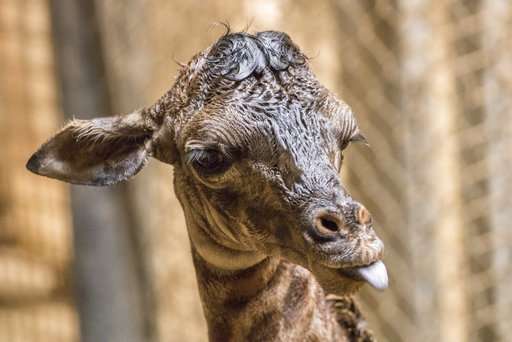 No small feat: Santa Barbara Zoo giraffe births 6-foot baby