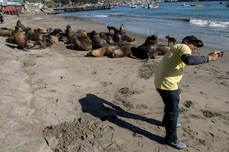 Not everyone is as angered by sea lions as Chile's fishermen, and the country's fisheries under-secretary Eduardo Riquelme says 