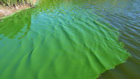 Novel approach for photosynthetic production of carbon neutral biofuel from green algae