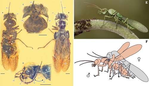 Novel body structure likely tied to mating in new extinct insect species
