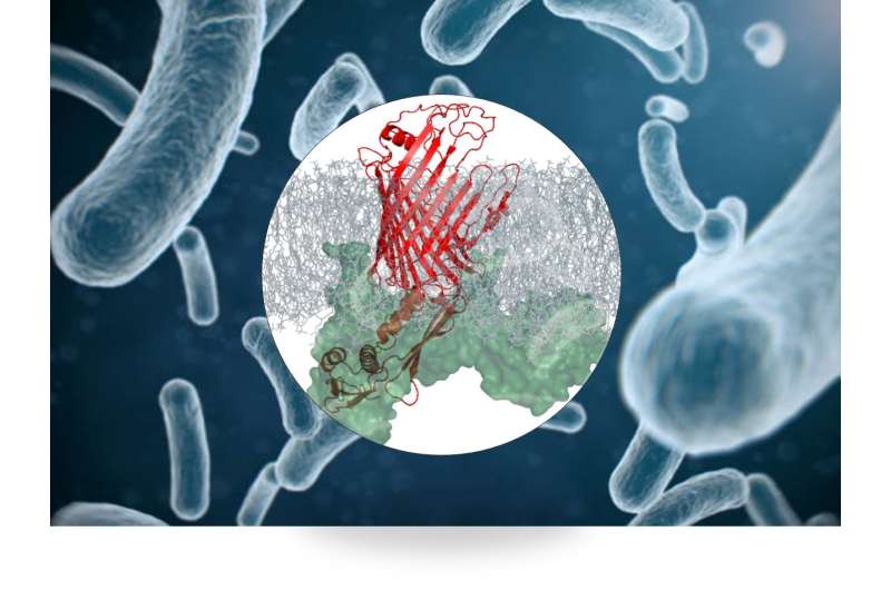 Novel functional insight in protein complex, possible new target for antibiotics