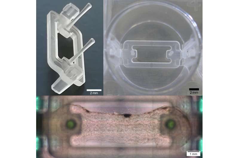 Novel microplate 3D bioprinting platform for muscle &amp; tendon tissue engineering
