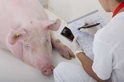 Novel strategies to combat production diseases in pigs and poultry
