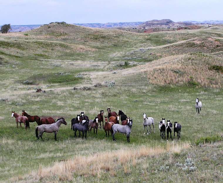 Novel study shows promise for managing wild horse populations