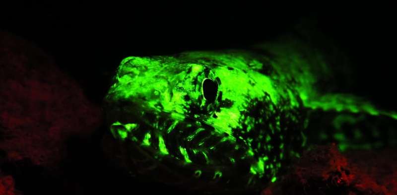 Now you see us: how casting an eerie glow on fish can help count and conserve them
