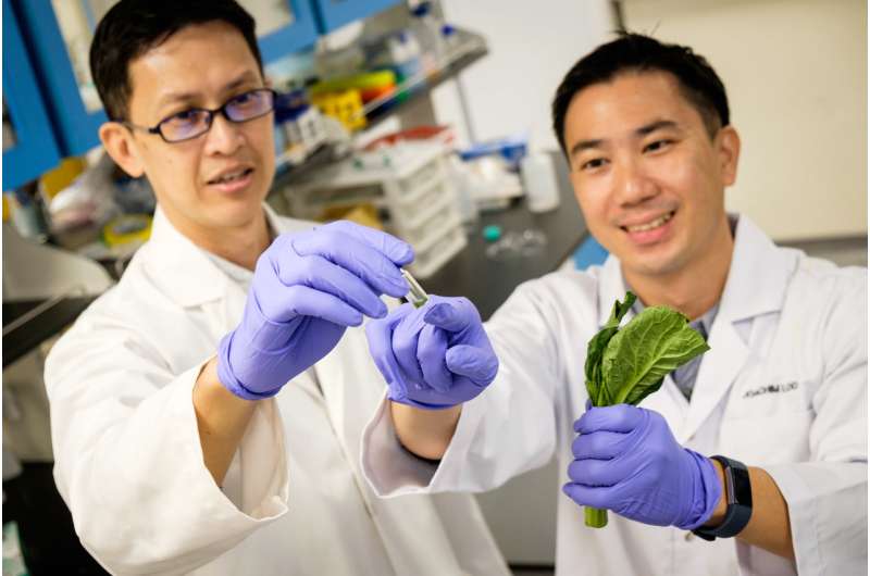 NTU and Harvard scientists discover fat-blocking effect of nanofibers