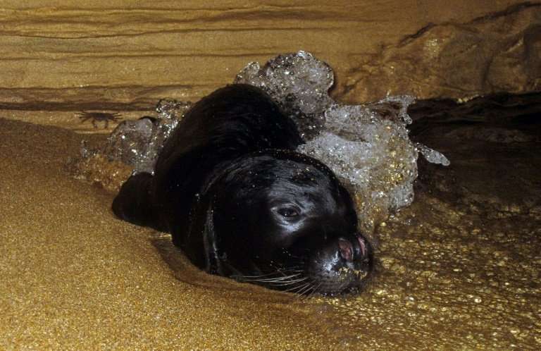 Numbering only around 300 in the Mediterranean, they were christened &quot;monk seals&quot; in the late eighteenth century by a 