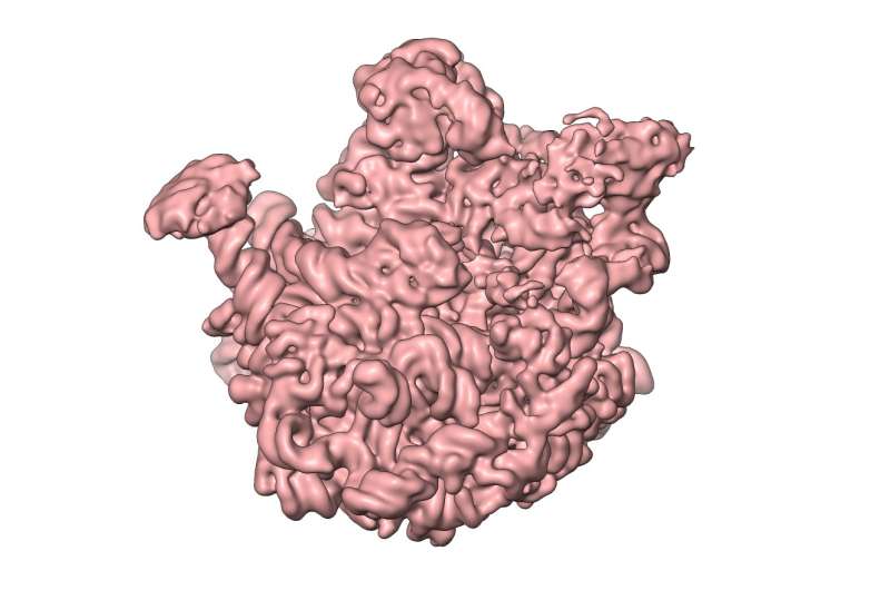 Observing the cell's protein factories during self-assembly